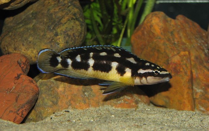 Julidochromis transcriptus 'Bemba'